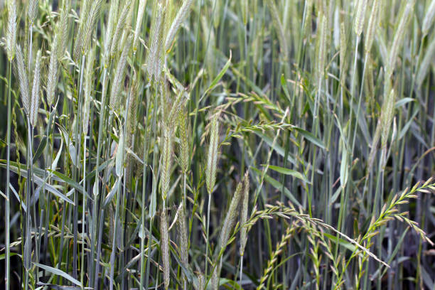Cereals weeded by couch grass, other names include common couch, twitch, quick, quitch grass. Widespread and common weed in agricultural and horticultural crops. stock photo
