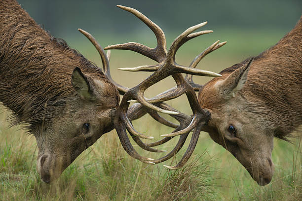 Cervus elaphus, red deer budding antlers stock photo