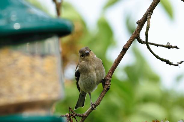 Chaffinch Songbird Bird stock photo