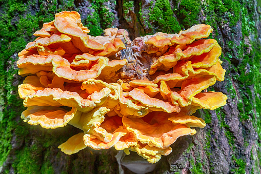 chaga orange mushroom parasite on tree trunk close up