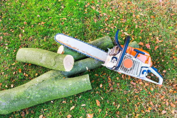Chain saw with tree trunk or branch stock photo