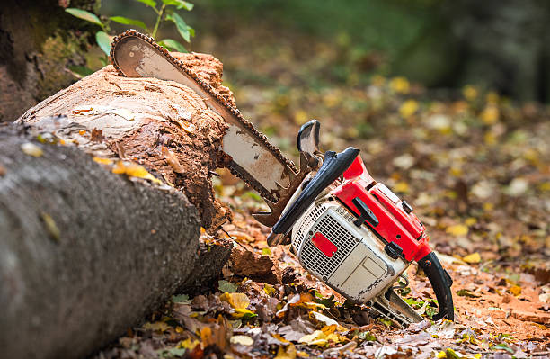 chainsaw and tree trunks stock photo