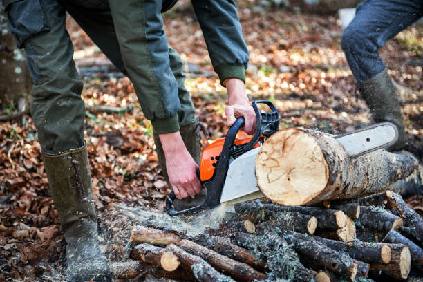 Chopping Firewood Stock Photos, Pictures & Royalty-Free Images - iStock