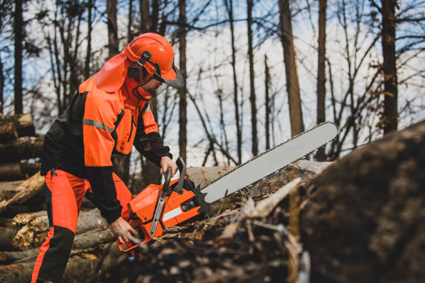 A chainsaw operator. stock photo