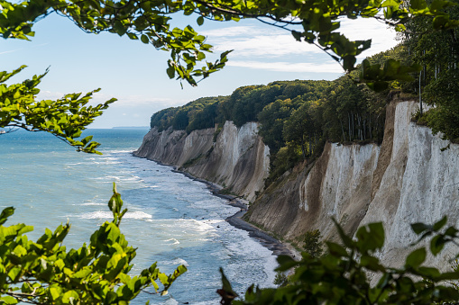 Chalk cliff coast of Jasmund National Park on the German island Ruegen with beautiful lit leaves in the foreground