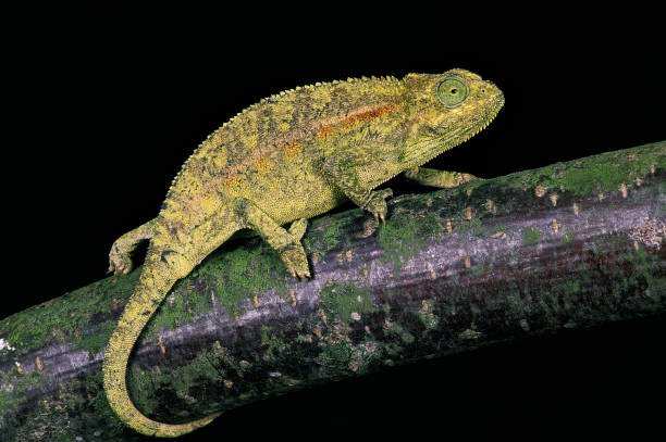 ELLIOT'S CHAMELEON OR MONTANE SIDE-STRIPED CHAMELEON chamaeleo ellioti, ADULT STANDING ON BRANCH ELLIOT'S CHAMELEON OR MONTANE SIDE-STRIPED CHAMELEON chamaeleo ellioti, ADULT STANDING ON BRANCH elliot's Chameleon stock pictures, royalty-free photos & images