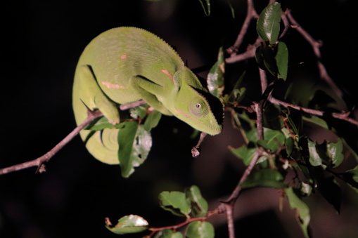On safari, after dark, our guide located a chameleon in the trees next to the road.
