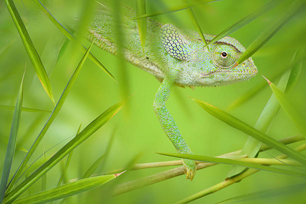 Chameleon hidden among blades of grass stock photo