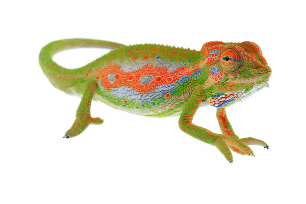 Chameleon on white  reptile photos stock pictures, royalty-free photos & images