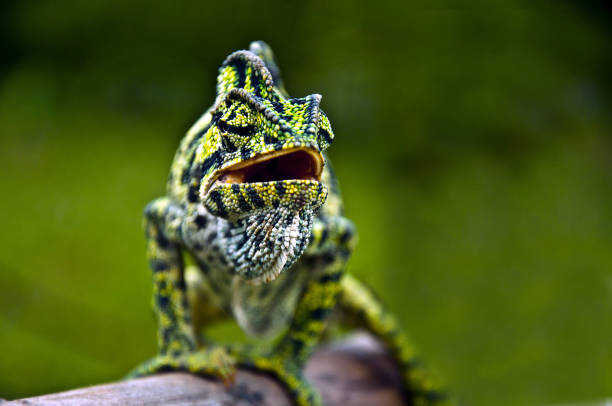 Chameleon A chameleon on the branch of a tree jewelled chameleon stock pictures, royalty-free photos & images