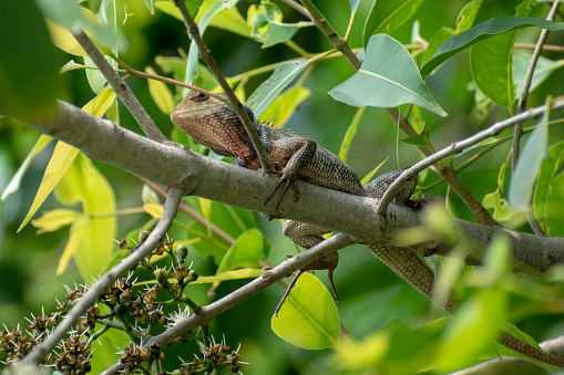 A chameleon (family: chameleonidi) sits on a small branch of a tree looking for food. Chameleons or chamaeleons are a specialized clade of old world lizards of 202 species and it can be seen in a range of colors, many species have the ability to change its color