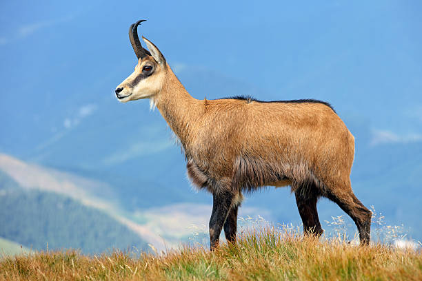 chamois-in-mountain-picture-id589110560