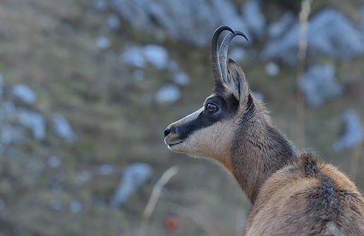 Chamois In Natural Habitat Stock Photo - Download Image Now - iStock