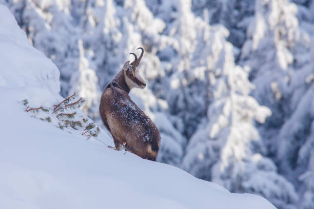 chamois wild goat in the winter landscape. stock photo