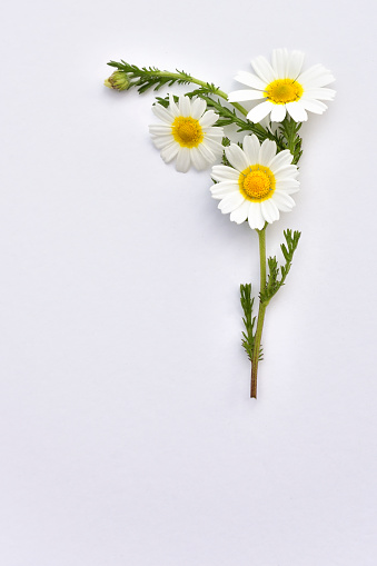 https://media.istockphoto.com/photos/chamomile-wildflowers-arranged-on-a-white-background-picture-id1227306273?b=1&k=20&m=1227306273&s=170667a&w=0&h=wIIlh5FauGUbPm2MS6eTbXpPXx3mHM1x7TuW4AYm-3g=