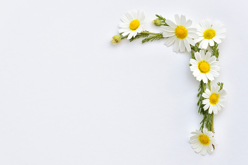 Chamomile wildflowers arranged on a white background in a frame