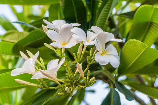 Champa Blume Im Garten Thailand Stockfoto Und Mehr Bilder Von Baum