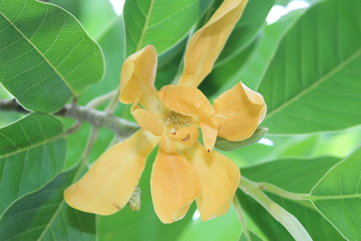 Champak やマグノリア Champaca 花が庭で美しい花の花の木に咲いていますchampakとして英語で知られているマグノリア Champaca はモクレン科の家族の中の大型の常緑高木です インドのストックフォトや画像を多数ご用意 Istock