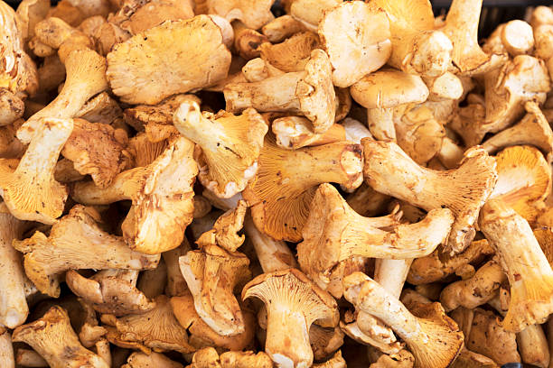 Chanterelle mushrooms. stock photo