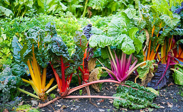 Chard, several colour varieties "Mature chard ready for cutting. The leaves are edible and can be cooked like spinach. Chard is also known by the common names Swiss chard, silverbeet, perpetual spinach, spinach beet, crab beet, seakale beet, and mangold." chard stock pictures, royalty-free photos & images