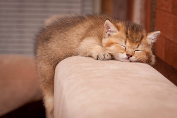 A charming golden kitten fell asleep on the back of the sofa stock photo