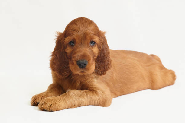 charming Irish setter puppy of brown color on a white background charming Irish setter puppy of brown color on a white background. irish red and white setter puppies stock pictures, royalty-free photos & images