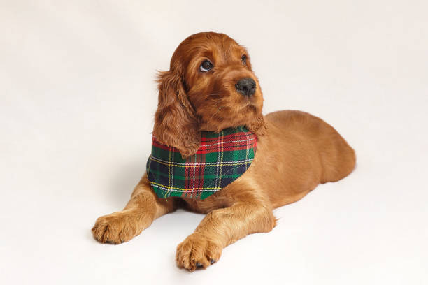 charming Irish setter puppy of brown color on a white background charming Irish setter puppy of brown color on a white background. irish red and white setter puppies stock pictures, royalty-free photos & images