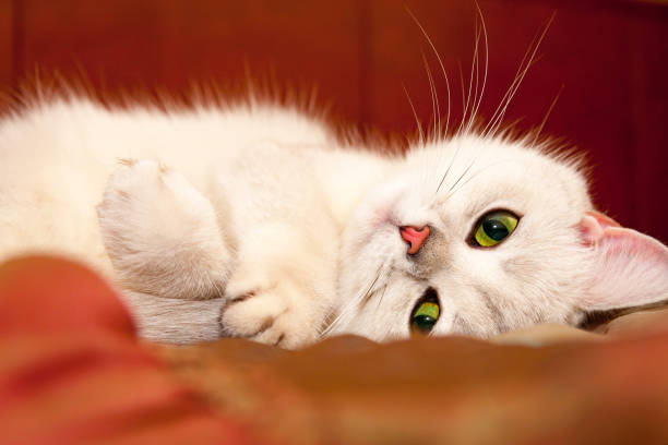 Charming silver British cat with green eyes and pink nose stock photo