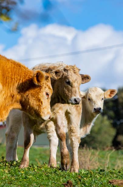 Charolais cattle in Catalonia stock photo