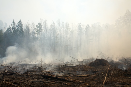Charred landscape and smoke from a prescribed fire burn, after a forest clear cut, October, 2008. Prescribed fire, after the trees have been harvested and removed, is a common and recommended environmental land management practice.