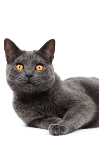 Chartreux cat, 14 months old on white background stock photo