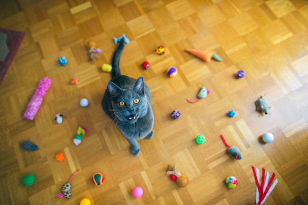 Chartreux Cat Yelling Beautiful Chartreux cat sitting among  the group of cat toys on the floor, toys making circle, mouth open meowing stock pictures, royalty-free photos & images