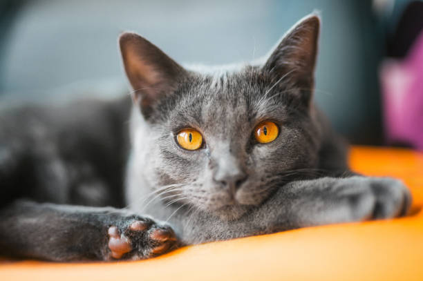 Chartreux lying on a chair stock photo