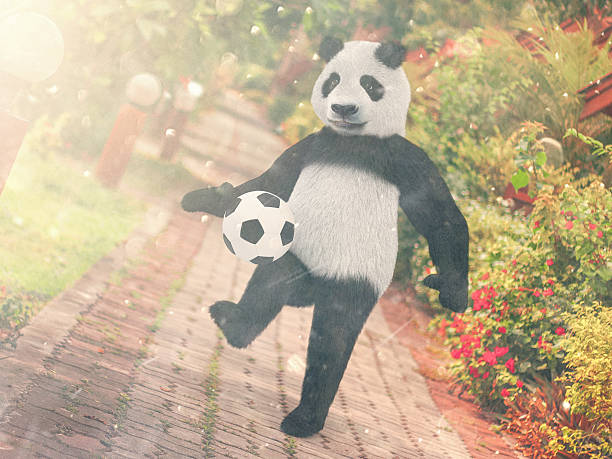 poursuivre ballon de football pied contre fond du complexe bear jongler avec le ballon. - panda foot photos et images de collection
