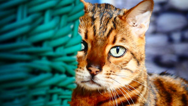 Chat Du Bengal Au Yeux Verts Pres Dun Panier Turquoise Stock Photo Download Image Now Istock