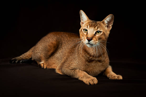 Chausie, abyssinian cat on dark brown background Chausie, abyssinian cat on dark brown background. chausie cat stock pictures, royalty-free photos & images