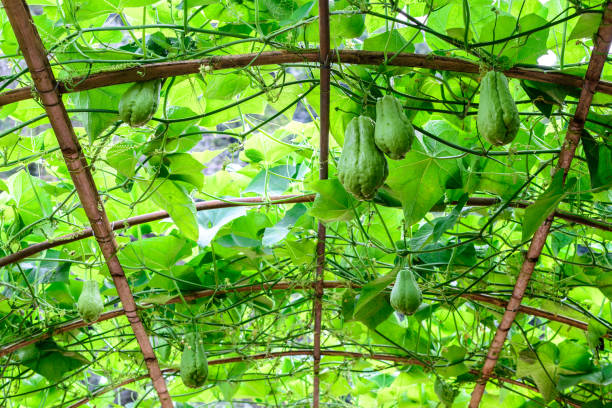 Chayote fruits hang on trellis. stock photo