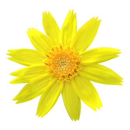 Fröhlich Leuchtend Gelbe Arnika Blume Weißer Hintergrund Ausschneiden