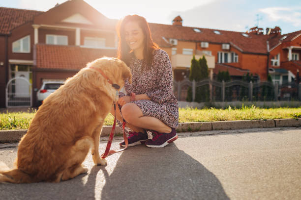 Cheerful dog owner, rewarding her dog, a golden retriever with a treat because she was so obedient during their daily walk stock photo