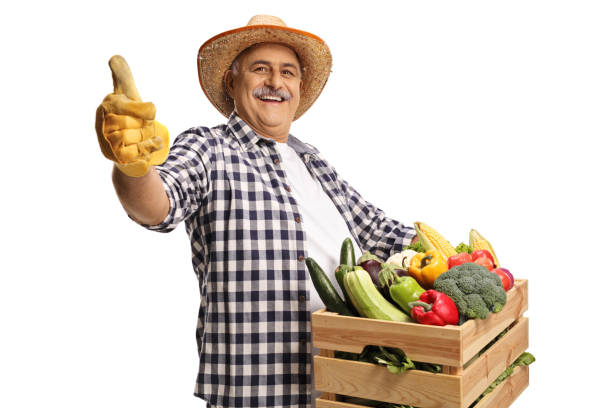 Cheerful mature farmer holding a crate with fresh organic vegetables and gesturing thumbs up stock photo