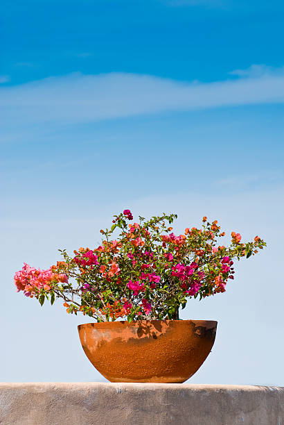 Cheerful terracotta flower pot stock photo