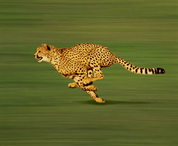 Cheetah, acinonyx jubatus, Adult running stock photo