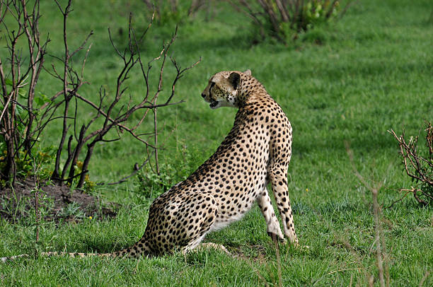 Cheetah alert stock photo