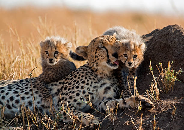 Cheetah and cubs stock photo
