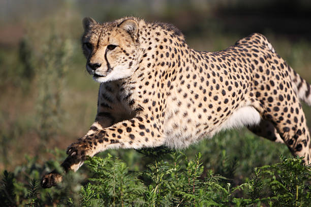 Cheetah at full speed stock photo