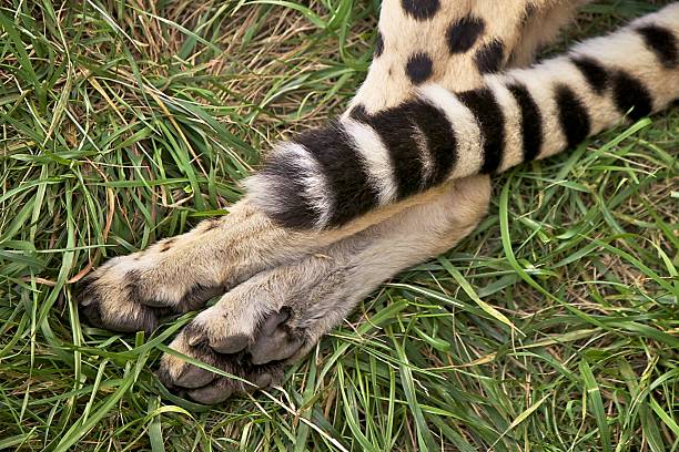 Cheetah Claws stock photo