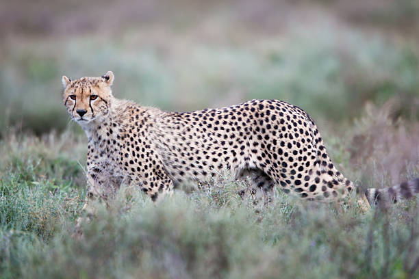 Cheetah cub, Serengeti stock photo