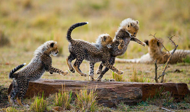 Cheetah cubs play with each other in the savannah. stock photo