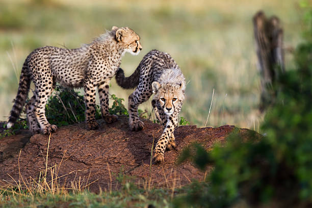 Cheetah cubs playing, Masai Mara stock photo