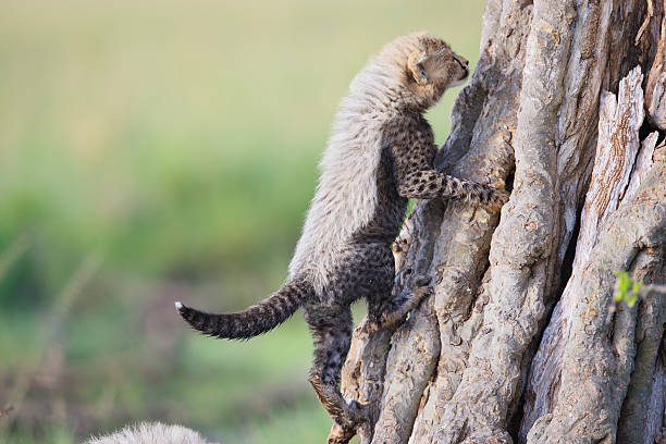 Cheetah cubs playing stock photo